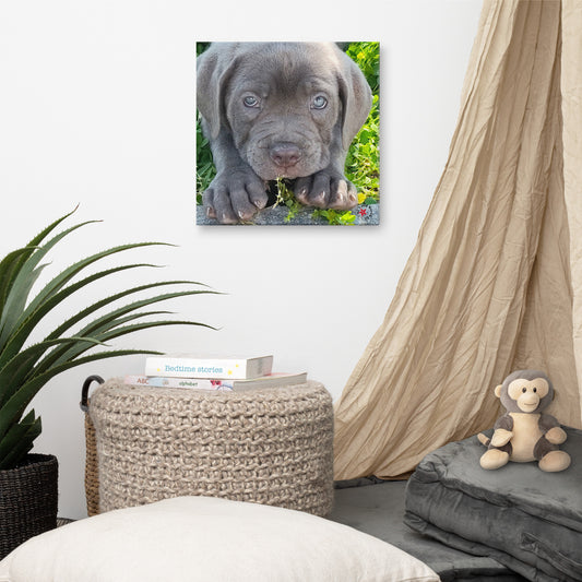 Puppy Love Canvas